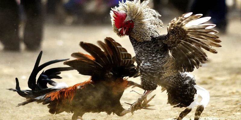 JILI777 is cooperating with many reputable cockfighting schools